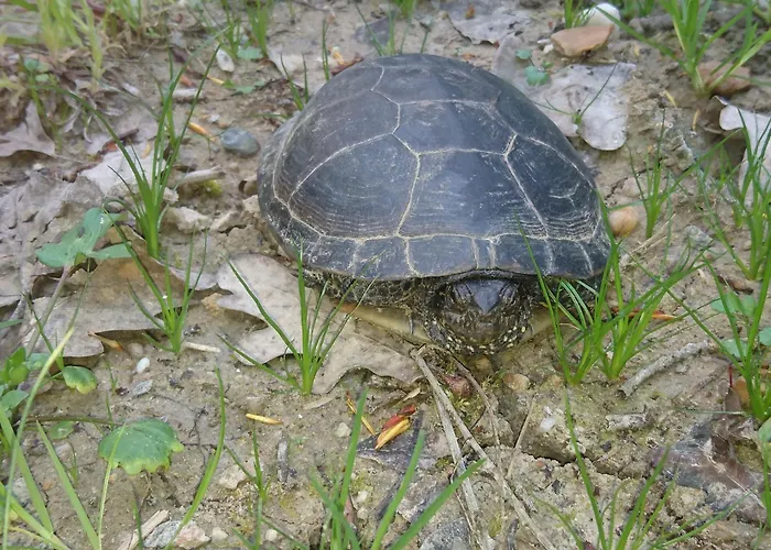 Feriehus Aux Vieux Fours 4 2 Salle D'eau *